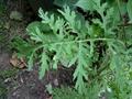 common ragweed
